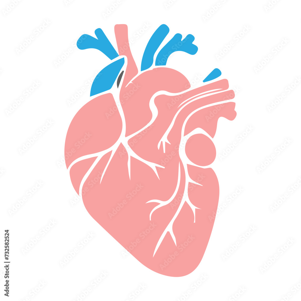 human heart organ