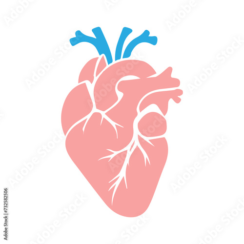 human heart organ
