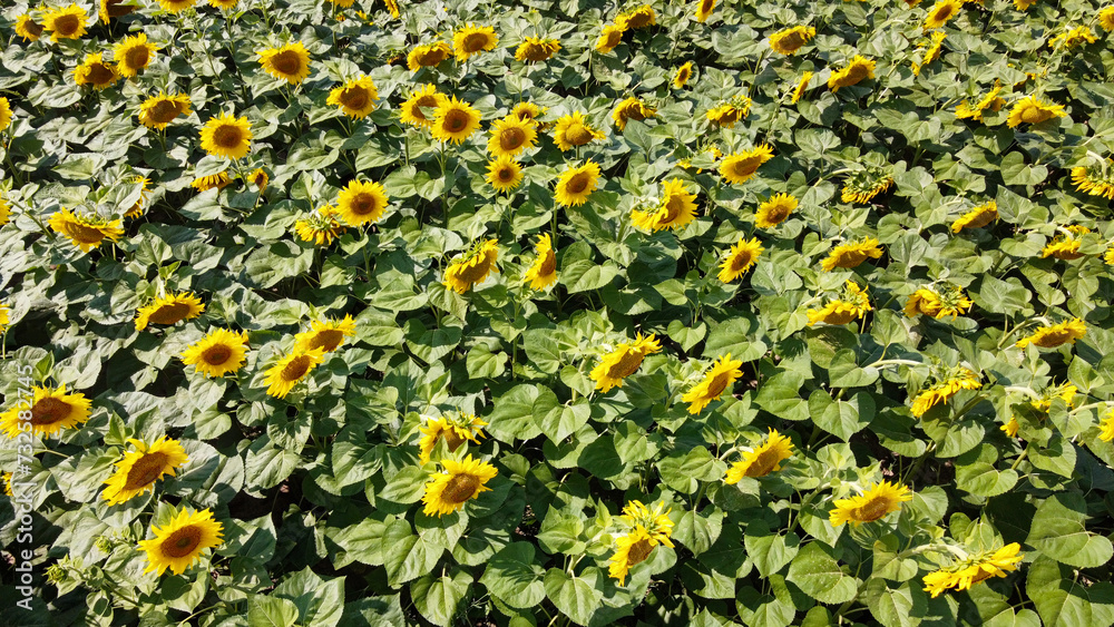 Sunflower flowers in the field, top view.
