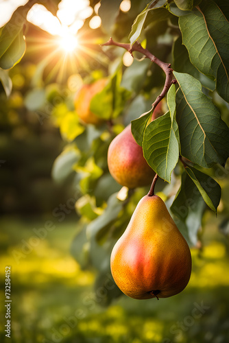 growing pear in the garden