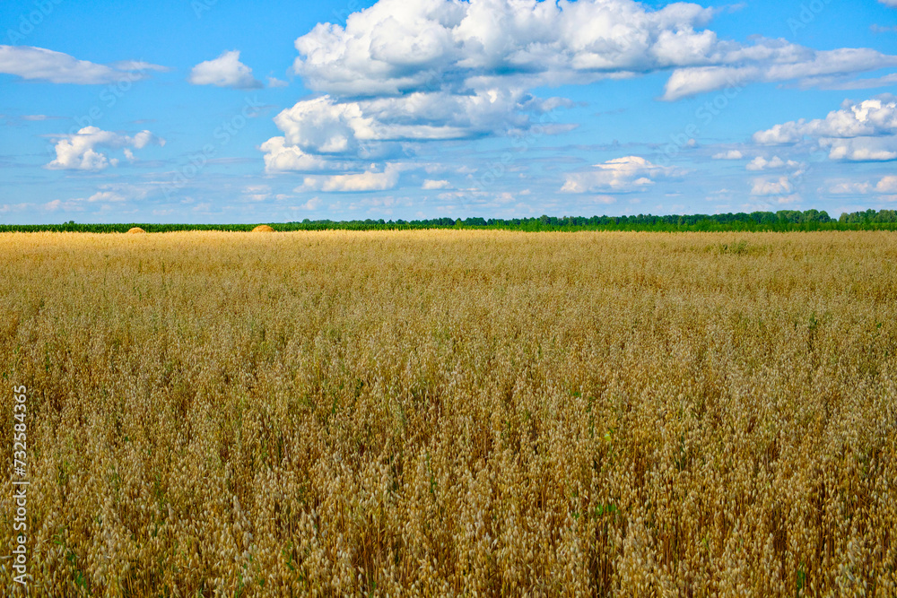 A vast field of golden oat under a blue sky dotted with fluffy white clouds.