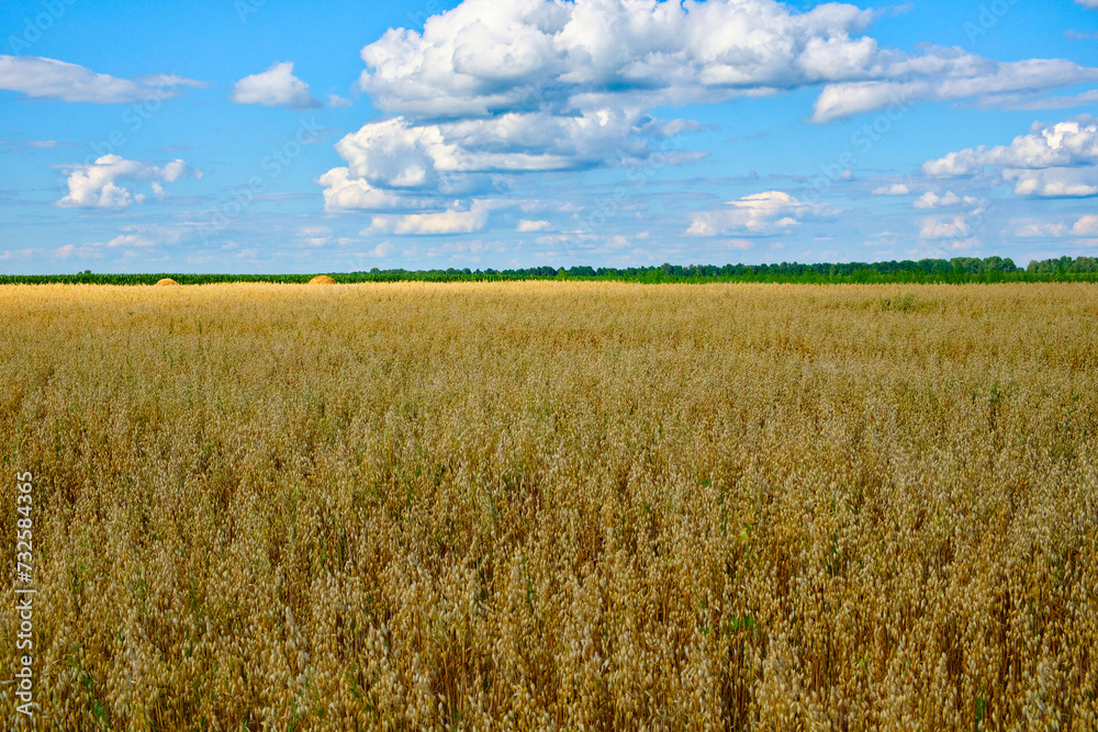 A vast field of golden oat under a blue sky dotted with fluffy white clouds. A vast field of golden oat under a blue sky dotted with fluffy white clouds.