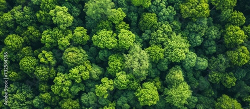 An aerial view reveals a dense forest, teeming with countless trees - both evergreen and flowering plants, shrubs, and groundcover, creating a vibrant landscape of lush greenery. © AkuAku