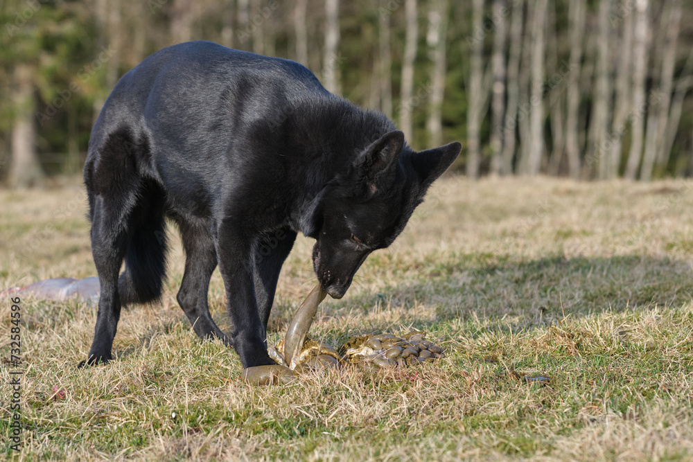 Fototapeta premium Black German Shepherd dog eat lamb offal in a meadow in Bredebolet in Skaraborg in Vaestra Goetaland in Sweden