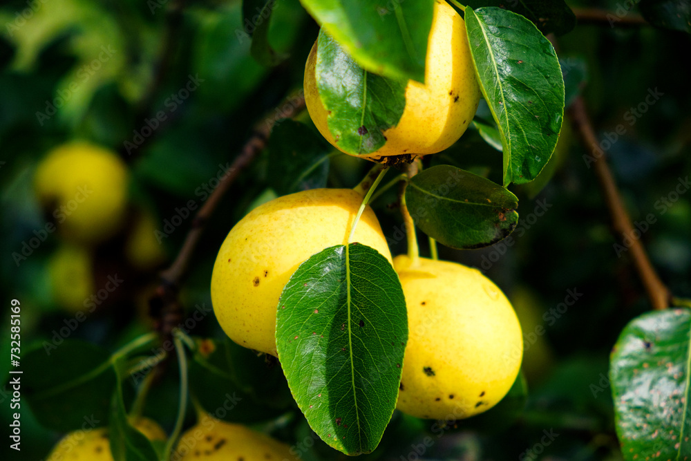 A close-up of yellow fruits attached to a branch, green leaves in the background.