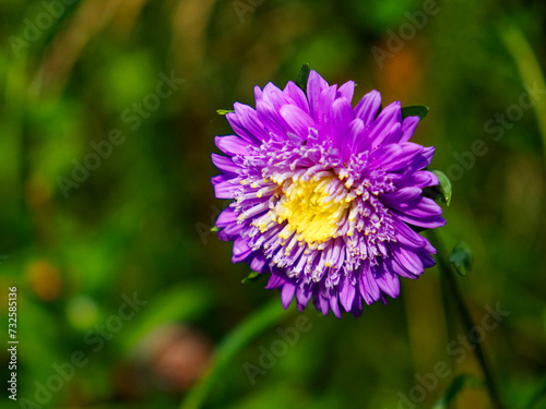 The image captures a detailed view of a purple and yellow flower in bloom.