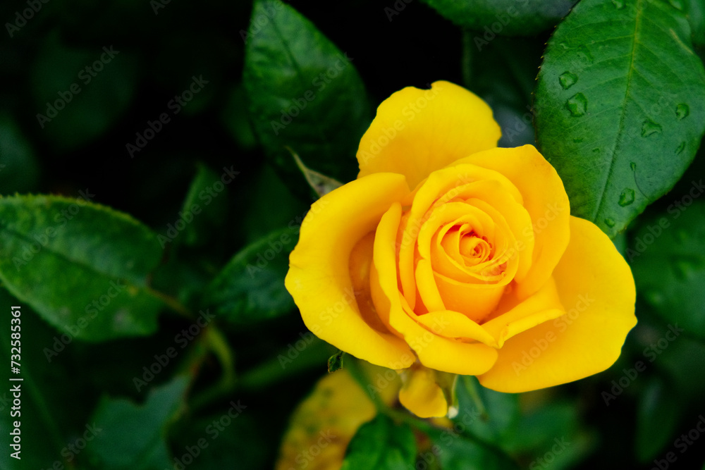 A vibrant yellow rose surrounded by lush green leaves, some of which are speckled with water droplets.