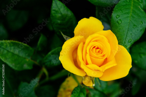 A vibrant yellow rose surrounded by lush green leaves, some of which are speckled with water droplets.