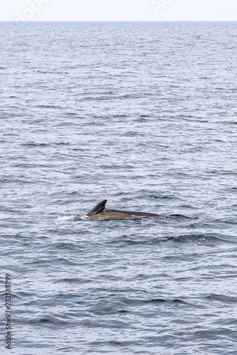 A mother pilot whale and her calf journey together in the placid waters of Andenes (Vertical photo)