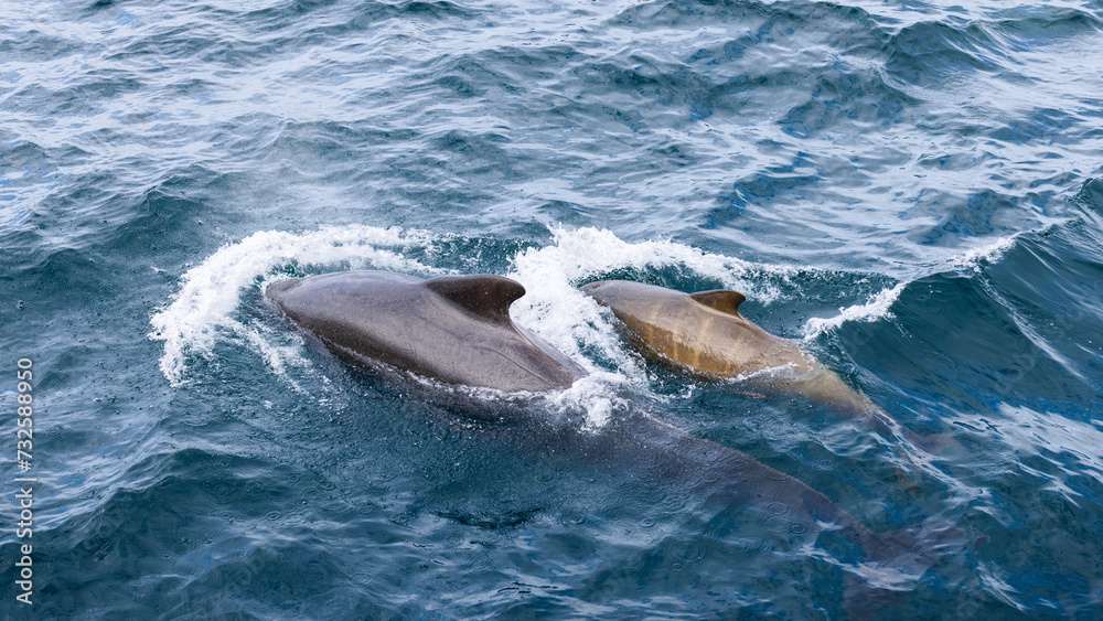 Naklejka premium Amidst the Norwegian Sea's enchanting water textures, a pilot whale calf stays close to its mother, showcasing nature's family ties in the wild
