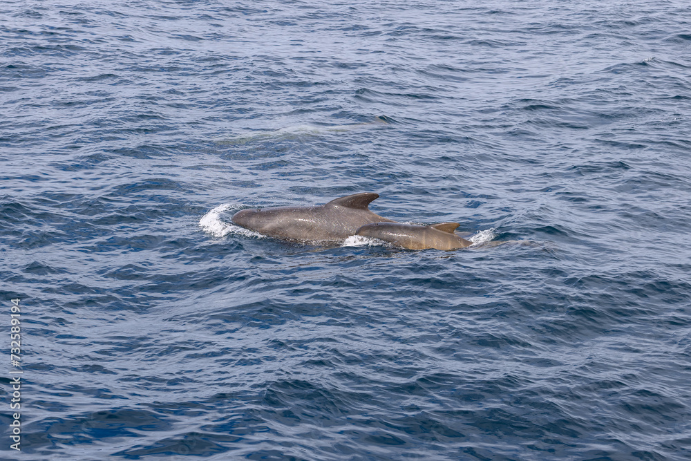 Obraz premium In the vast Norwegian Sea, a pilot whale calf shadows its mother, their silhouettes a stark contrast to the undulating blue waters