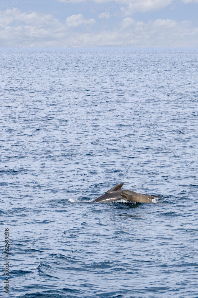 Fototapeta premium A vertical view of the Norwegian Sea reveals a mother pilot whale and her calf, gracefully swimming in the open waters off Andenes, under a cloudy sky