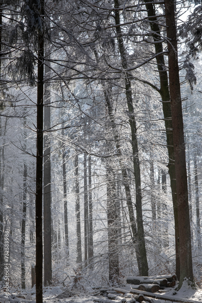 Bayrischer Wald im Winter bei Sonnenschein. Bayrischer Wald im Winter bei Sonnenschein.