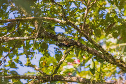 Freckle-breasted woodpecker (Dendrocopos analis) at South Andaman, Andaman Nicobar UT, India