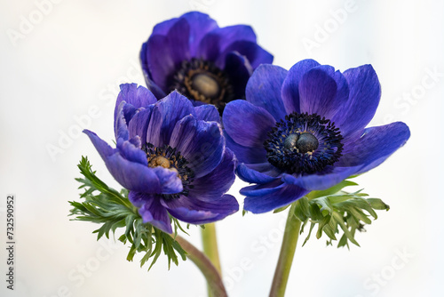three bright blue anemones on a light background close-up