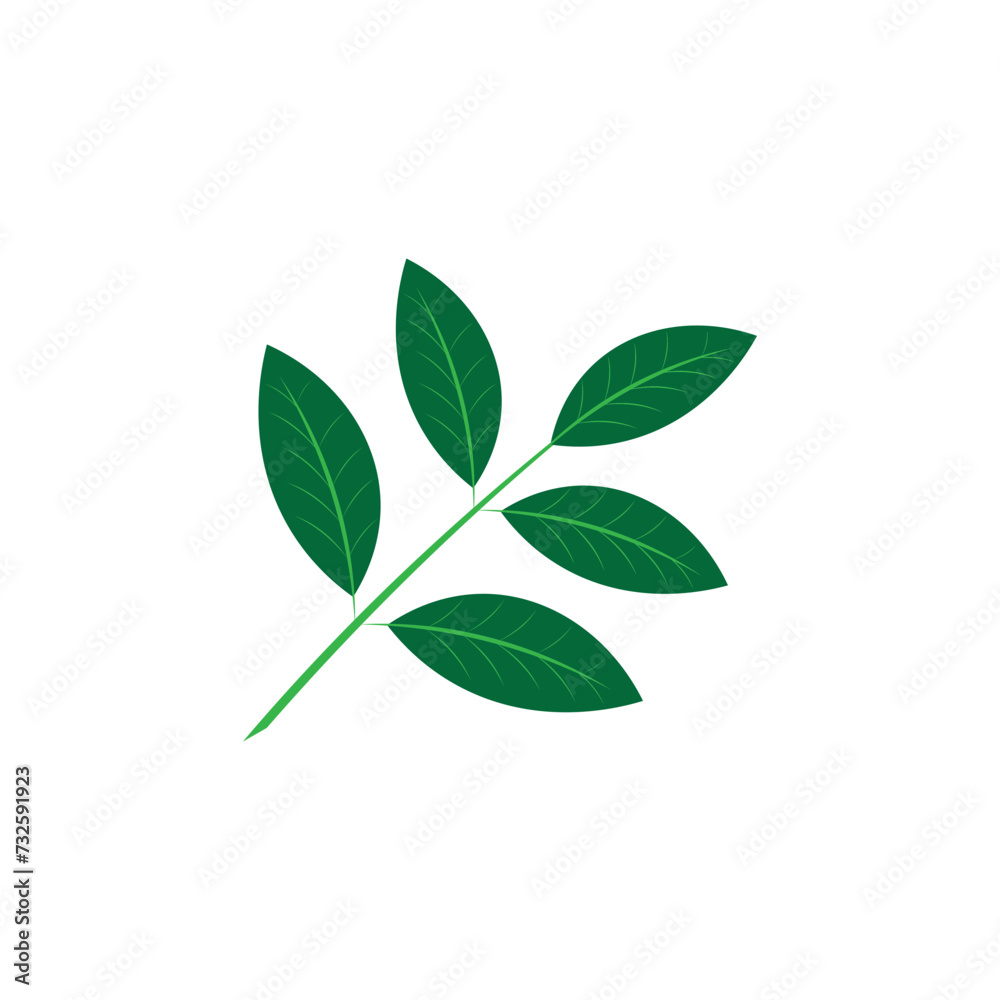 Katuk leaves icon template