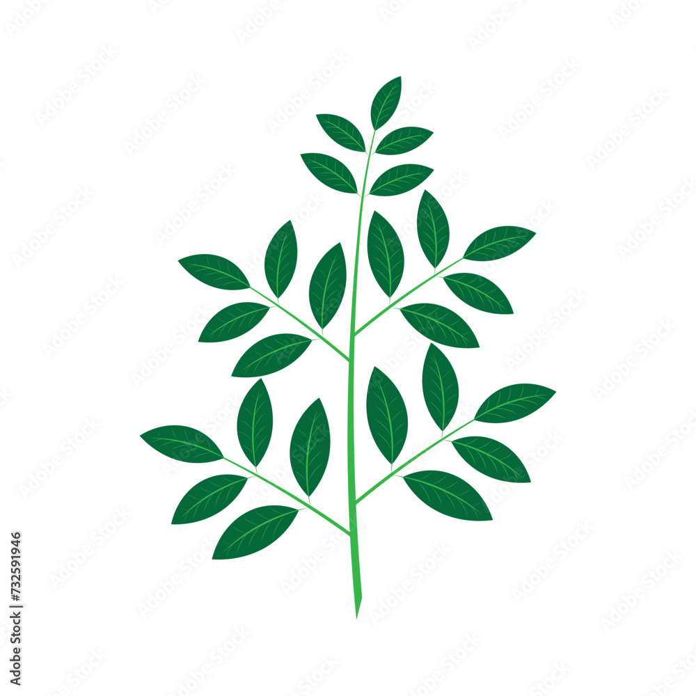 Katuk leaves icon template