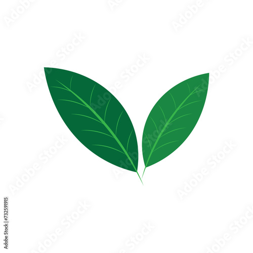 Katuk leaves icon template
