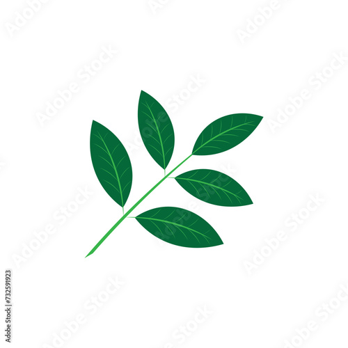 Katuk leaves icon template © abdul