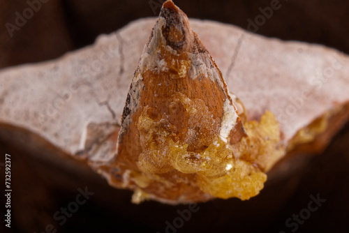 the leaves of a Coulter Pinecone with fibonacci spirals photo