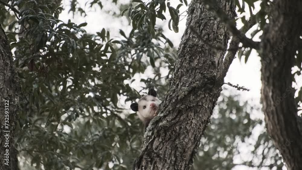 Possum (Didelphis virginiana) in Tree Florida Wildlife Possum (Didelphis virginiana) in Tree Florida Wildlife
