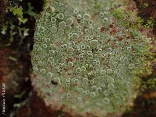 Rim lichen (Lecanora) on tree bark photo