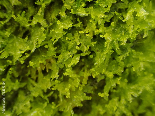 Bluish Veilwort liverworts (Metzgeria violacea)