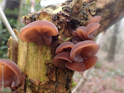 Jelly Ear fungus (Auricularia auricula-judae) in a British woodland