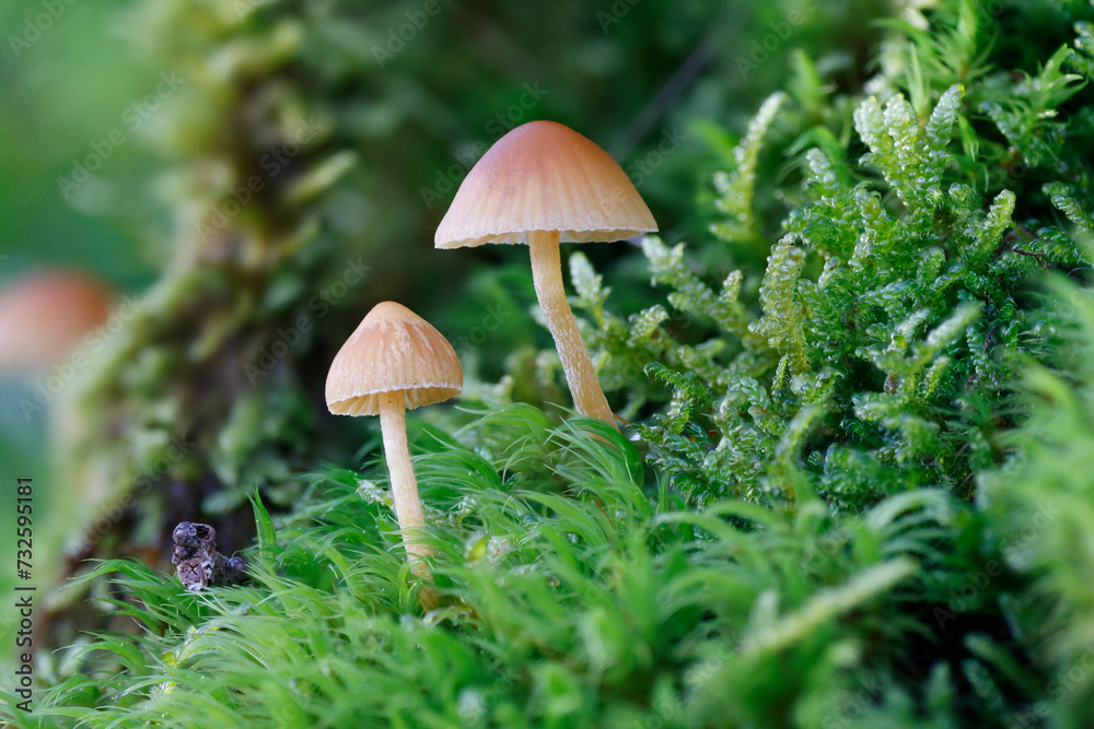 Pilz im Moos Pilz im Moos