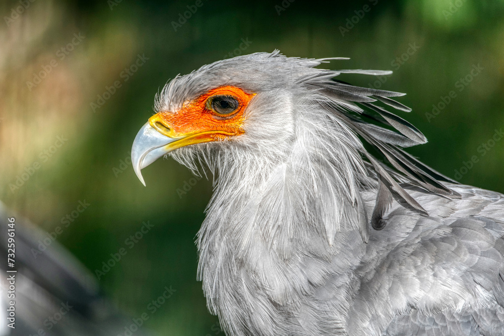 Portrait of the fascinating Secretary bird Portrait of the fascinating Secretary bird