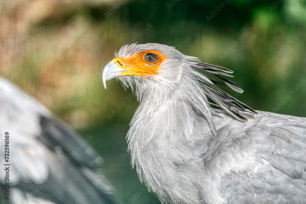 Portrait of the fascinating Secretary bird Portrait of the fascinating Secretary bird