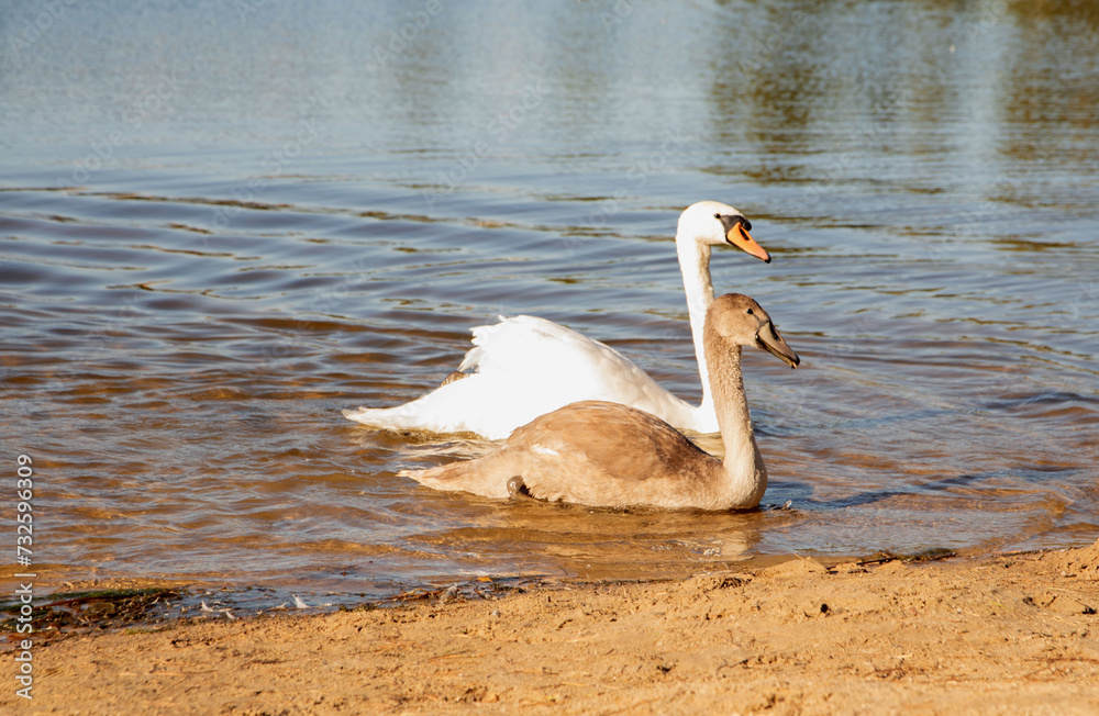 Fototapeta premium photo bird, animal, swan, lake, nature, water, swimming, outdoor, pond, elegance, feather, photography, beauty, horizontal, water bird, neck, no people, wing