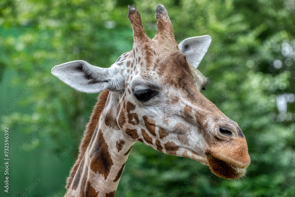 Giraffe head close-up of this animal