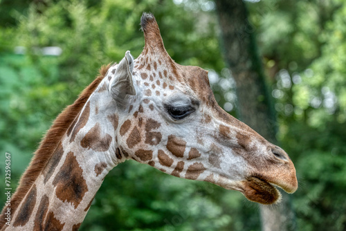 Giraffe head close-up of this animal © precinbe