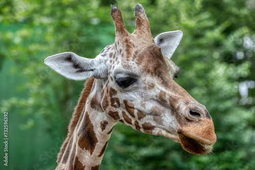 Giraffe head close-up of this animal