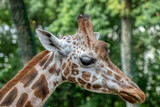 Giraffe head close-up of this animal