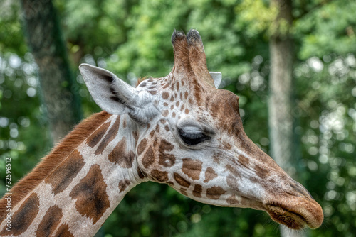 Giraffe head close-up of this animal © precinbe