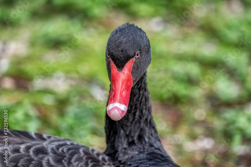 Black swan swimming by the lake © precinbe