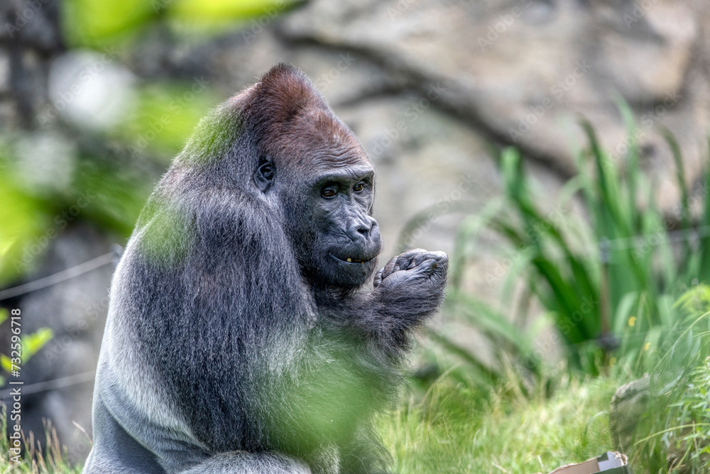 An amazing portrait of an endangered silverback mountain gorilla