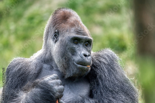 An amazing portrait of an endangered silverback mountain gorilla © precinbe