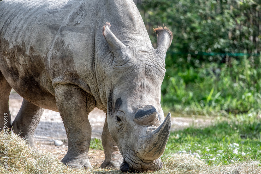 White Rhinoceros Ceratotherium simum Square White Rhinoceros Ceratotherium simum Square