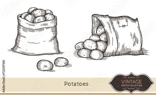 Hand drawn potatoes isolated on white background. Healthy vegetarian organic food. Vector Illustration. 