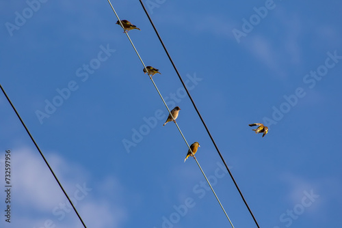 電線に留まるカワラヒワの群れ