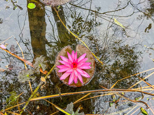 View of pink lotus water lily in lake at gulawat lotus valley indore india photo