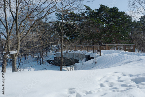 Garden and trees on a snowy day.