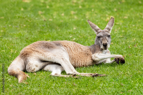 A Kangaroo Island Kangaroo, Macropus fuliginosus fuliginosusliginosus, a sub species of the Western Grey Kangaroo
