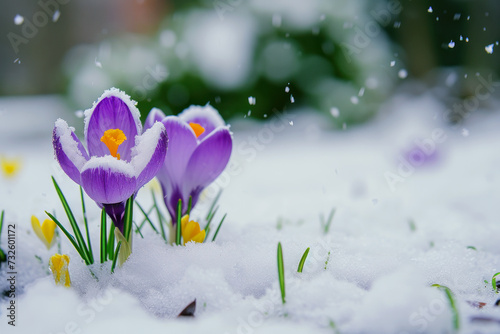 Spring flowers growing from under the snow © Slepitssskaya