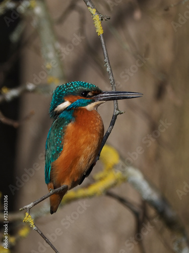 Eisvogel (Alcedo atthis) photo