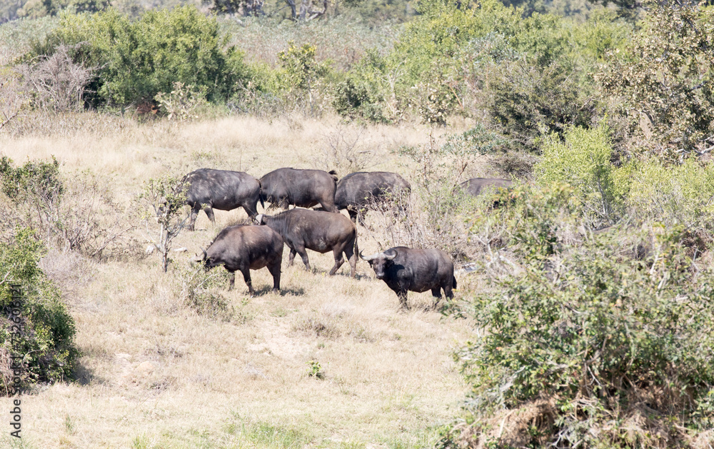 Fototapeta premium Photo of group of African buffalo