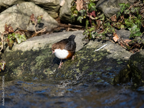 Wasseramsel (Cinclus cinclus) photo